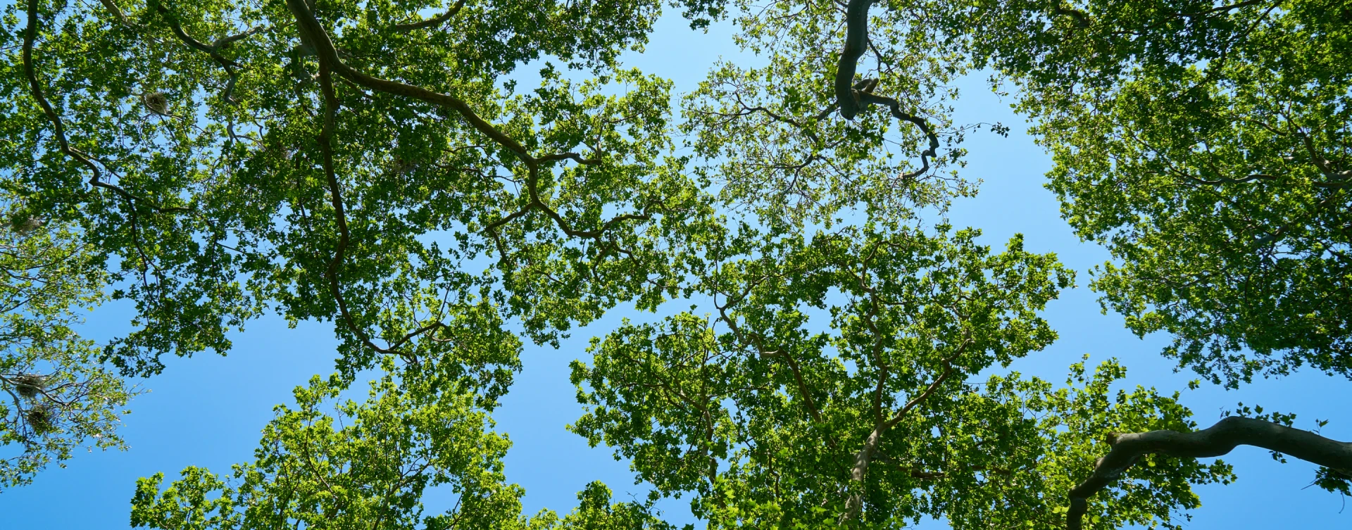 Climate Change Adaptation